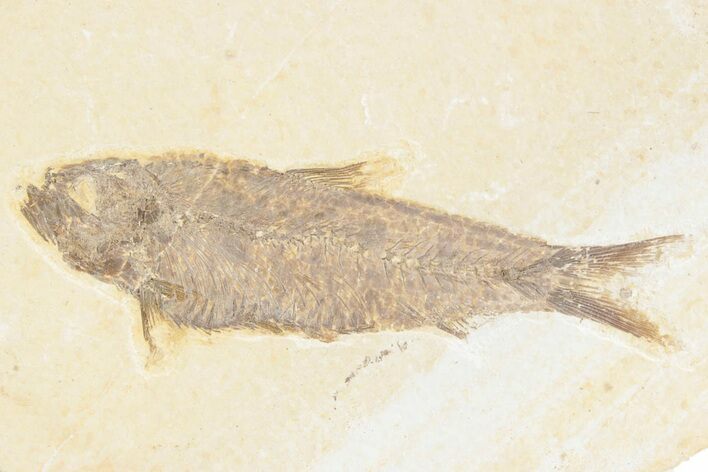 Detailed Fossil Fish (Knightia) - Wyoming #361073